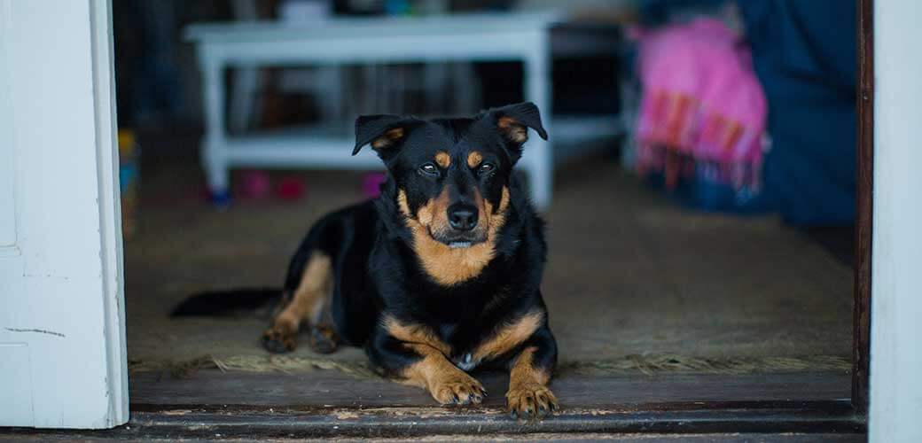 A Lancashire Heeler dog sitting on the door entrance.