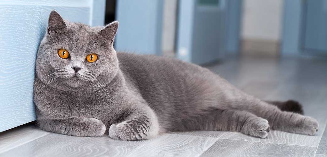 A beautiful domestic cat is resting in a light blue room, a gray Shorthair cat with yellow eyes looking at the camera