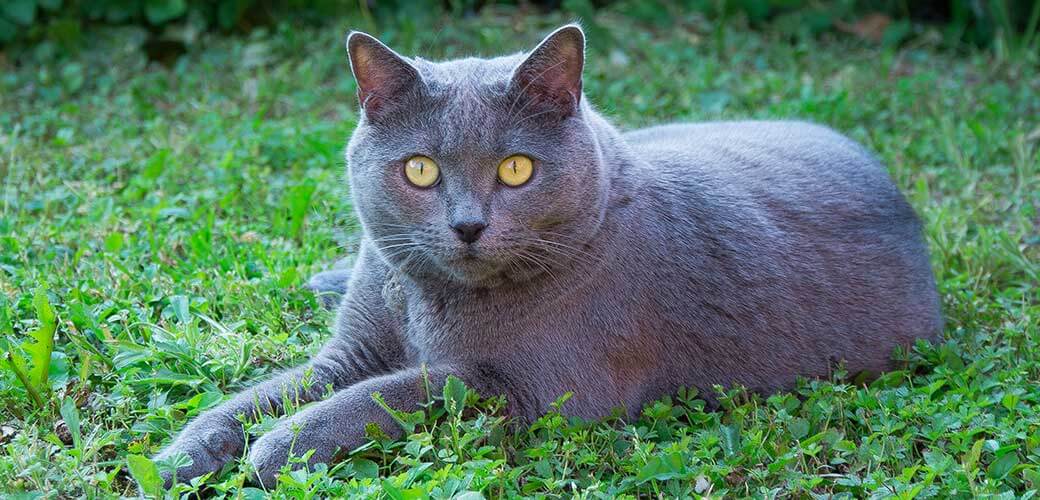 A beautiful grey Chartreux cat