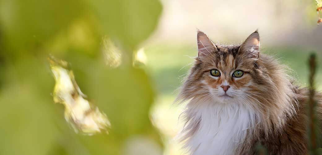 A beautiful tortoiseshell norwegian forest cat female outdoors in autumnal light with yellow leaves