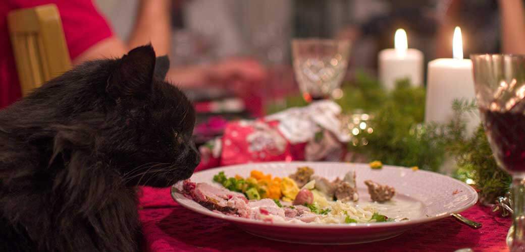 A black cat eating food from a plate on a christmas decorated table.