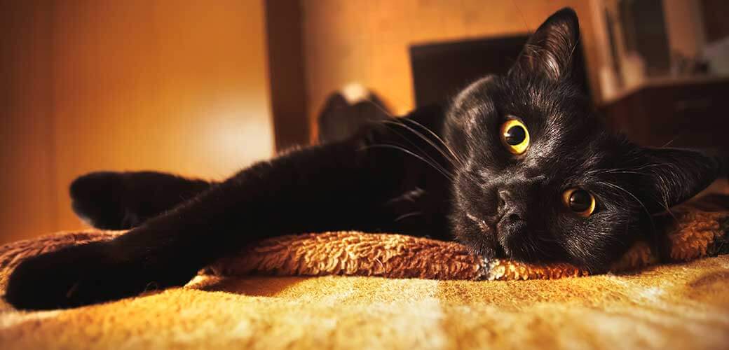 A black cat with yellow luminous eyes lies on the bed in back yellow light.