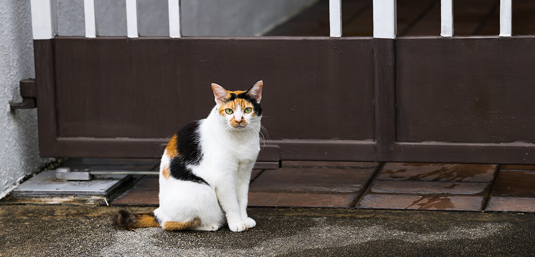 A calico cat basks outside the house at 10 AM, 22 Aug 2022, Singapore. 