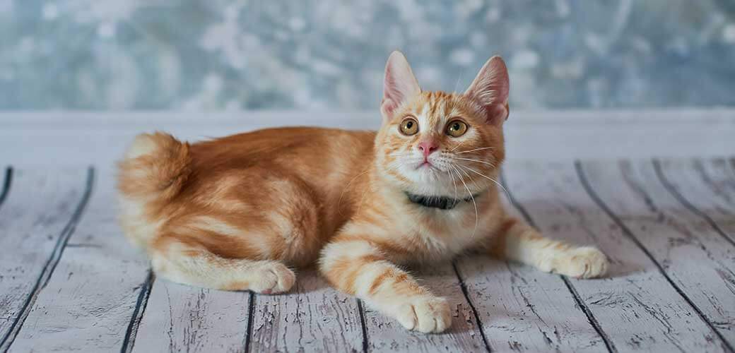 A photo of funny red american bobtail cats three monthes old on blured background