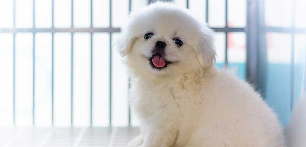 A white Pekingese puppy is sitting in the cage and smiling at the camera.