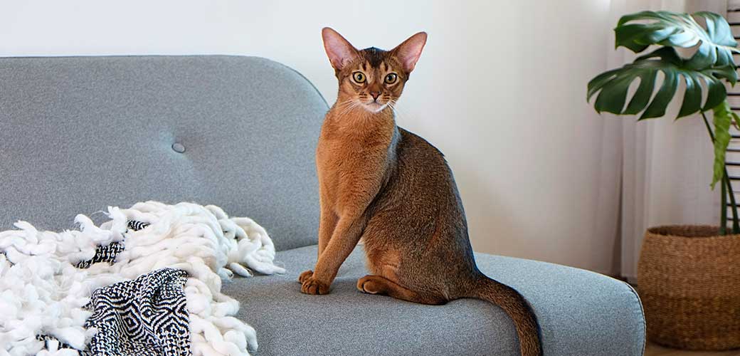 Abyssinian cat at home with her owner at home.