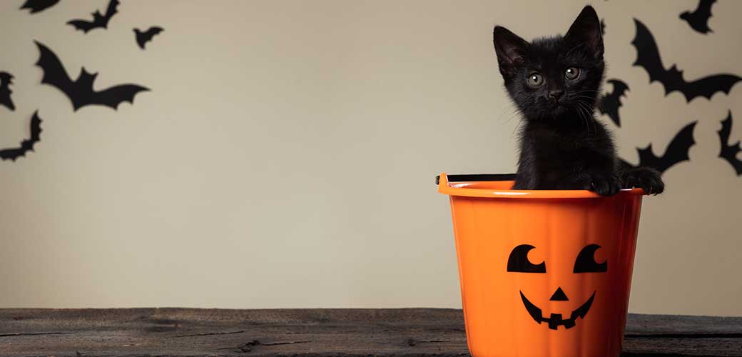 Adorable black kitten sitting in halloween trick or treat bucket looking into the camera on palomino background with black bats.