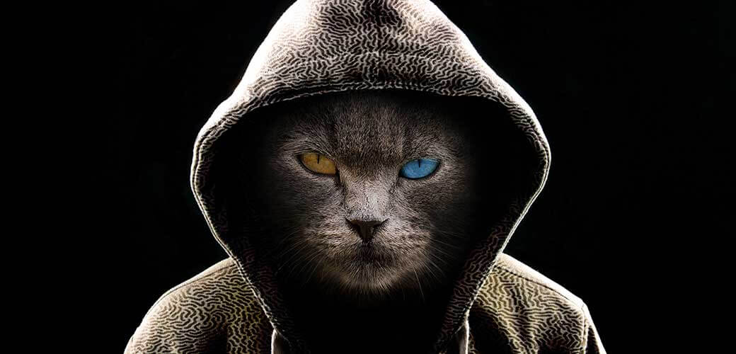 Angry odd-eyed cat wearing a hoodie on a black background.