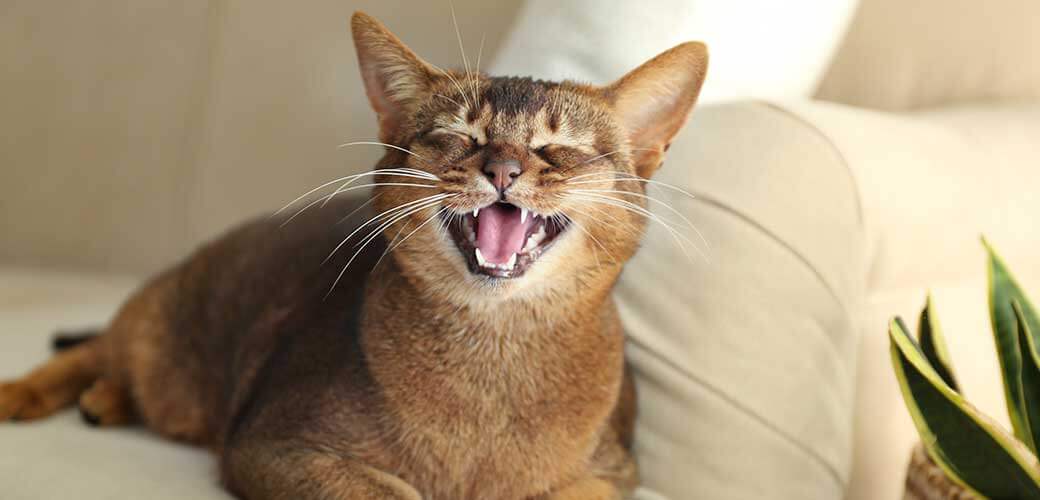 Beautiful Abyssinian cat on sofa at home. Lovely pet