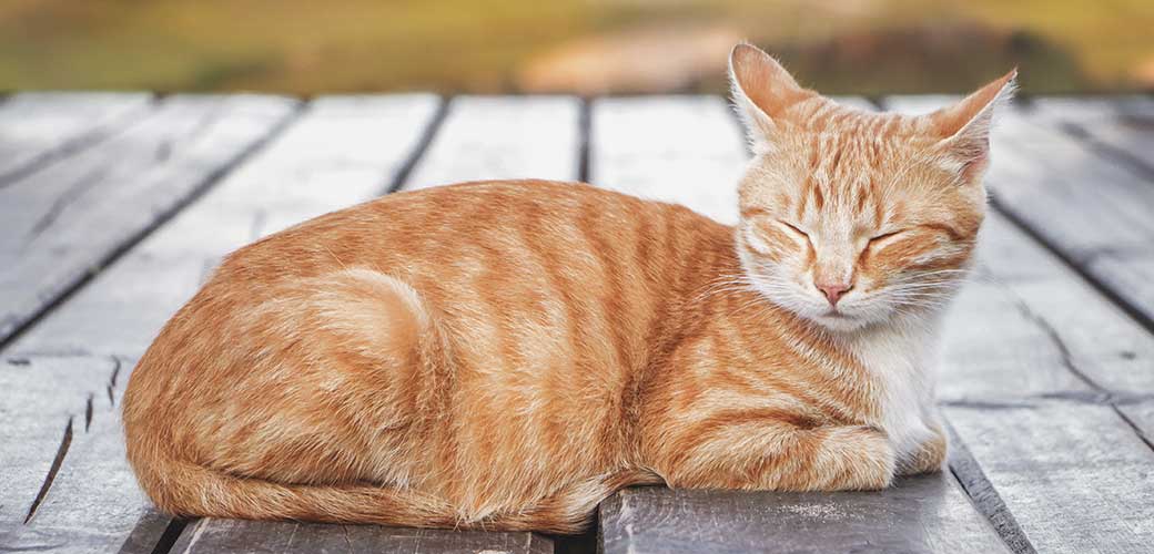 Beautiful ginger tabby cat with screwed-up eyes is lying on the wooden floor. Orange cat is sleeping on the open air, outside, on blue green background