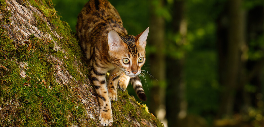 Bengal Cat Hunting in forest, Nature green background