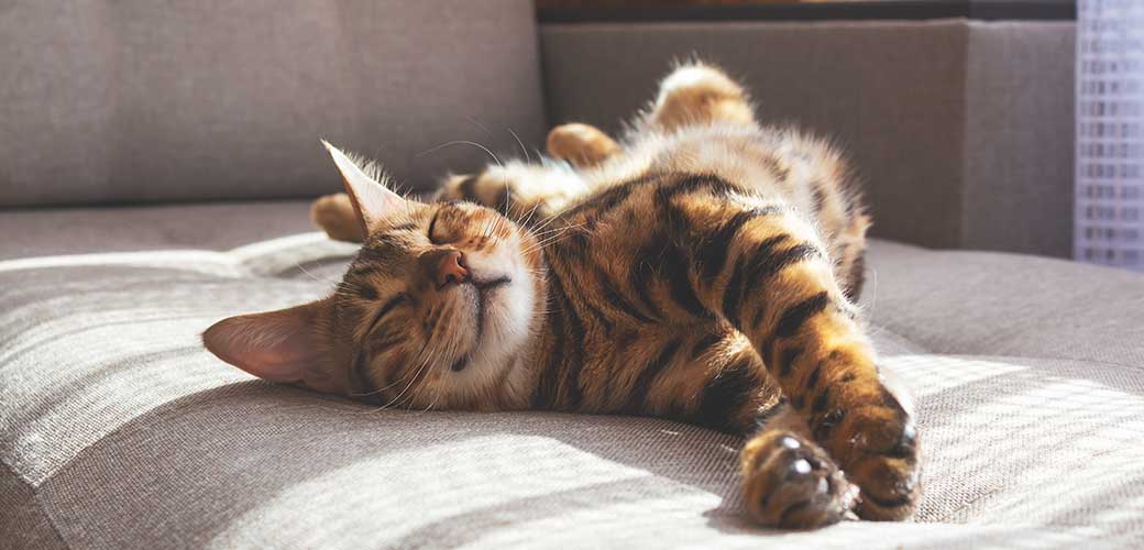 Bengal cat lying on sofa and smiling.