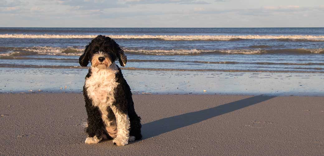 Black and white Portuguese Water Dog sitting on the beach