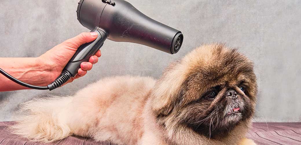 Blow-drying of Pekingese hair after taking a bath for dogs