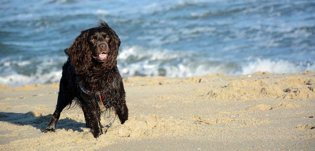 Boykin spaniel puppy posing in from of the ocean at an empty beach
