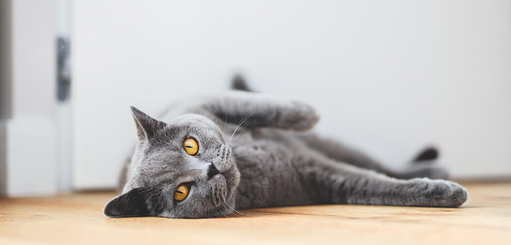 British cat lying on the floor at home.