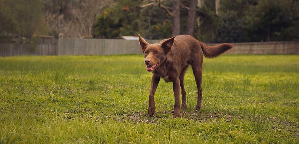 Brown Koolie Australian dog standing on a green field for exercise.