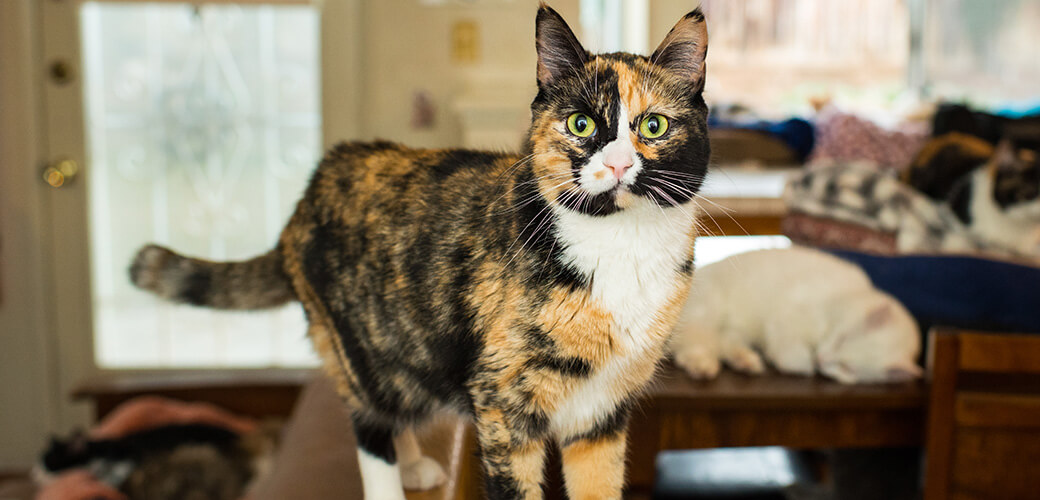 Calico cat