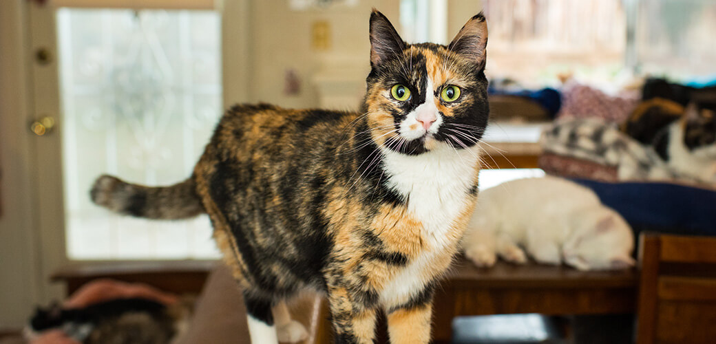 Calico cat