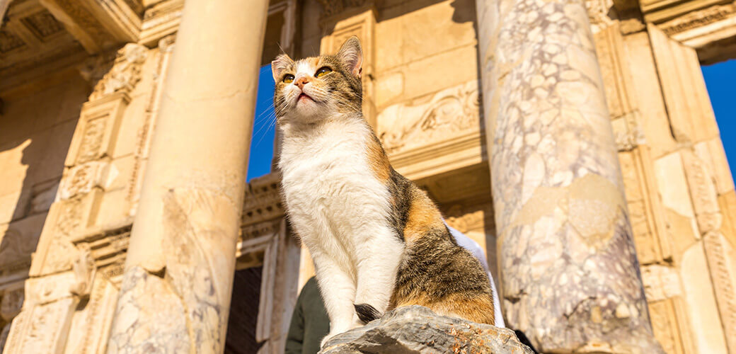 Cat on Ruins of Celsius Library in ancient city Ephesus, 