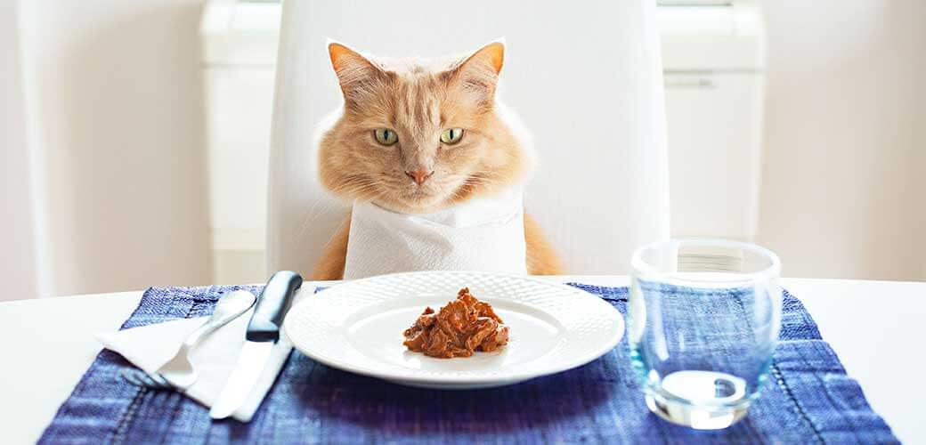 Ginger cat sitting in front on a table set like a human with food on the plate