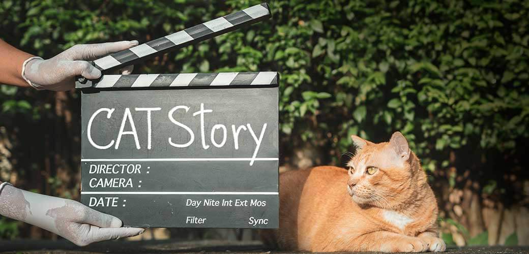 Ginger cat outdoors next to the movie capper board.