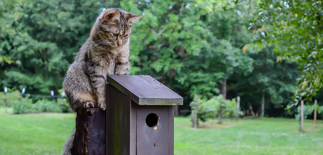 Cat waiting on top of birdhouse. Kitten watching, waiting and hunting for birds. Outdoor country setting with homemade rustic birdhouse.