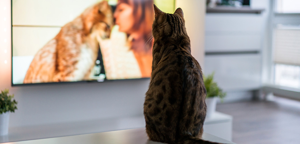 Cat watching tv program about big cats