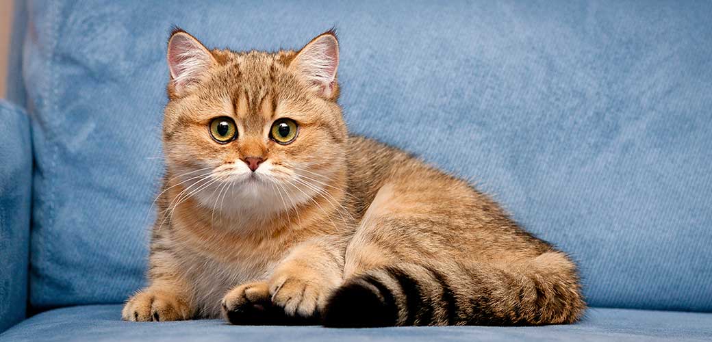 Charming British Golden kitten looking at the camera with big green eyes lying on a blue sofa, cute British kitten lying on a blue sofa