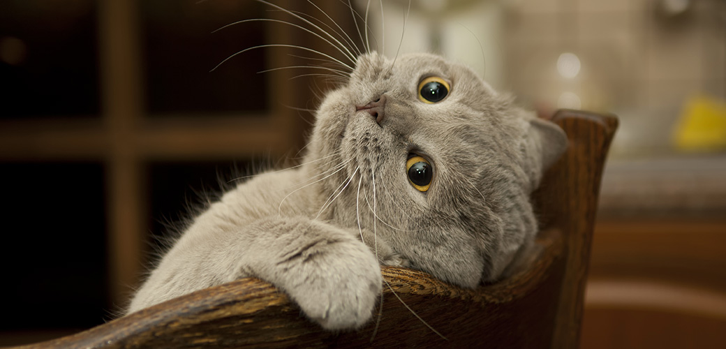 Close-up of the cat is played. Naughty cat's look. Cat british shorthair in funny pose.