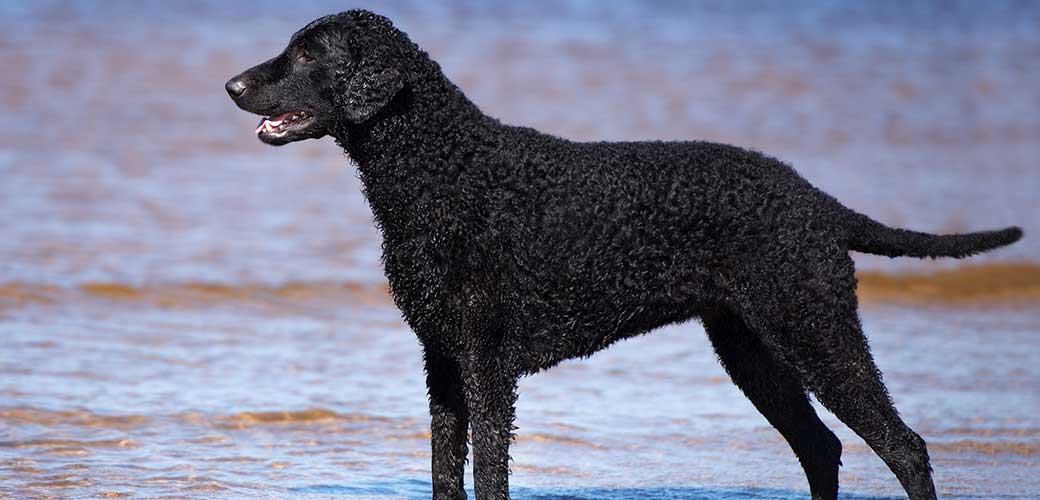 Curly Coated Retriever