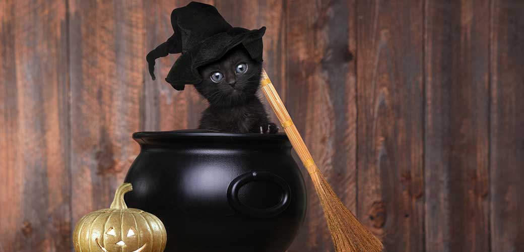 Cute Kitten Dressed as a Halloween Witch With Hat and Broom in Cauldron