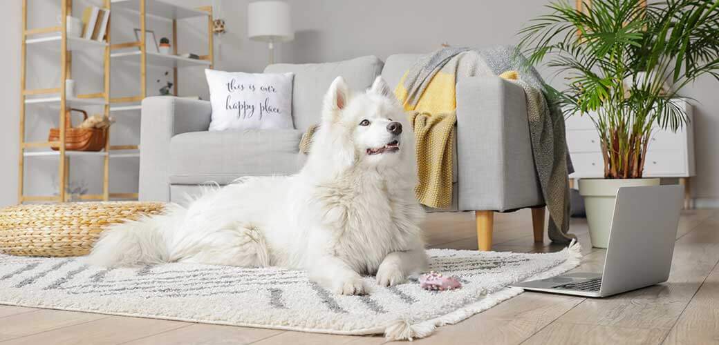 Cute Samoyed dog with toy near laptop in room