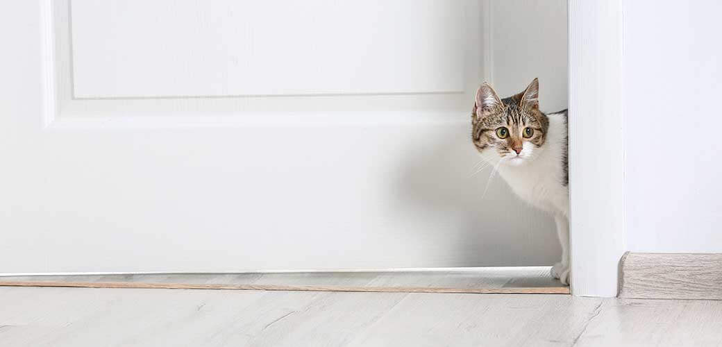 Cute funny cat walking through door at home