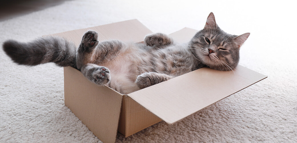 Cute grey tabby cat in cardboard box on floor at home