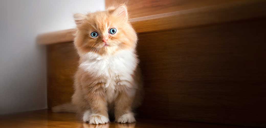 Cute little red kitten Persian Cat Siting on stairs at home