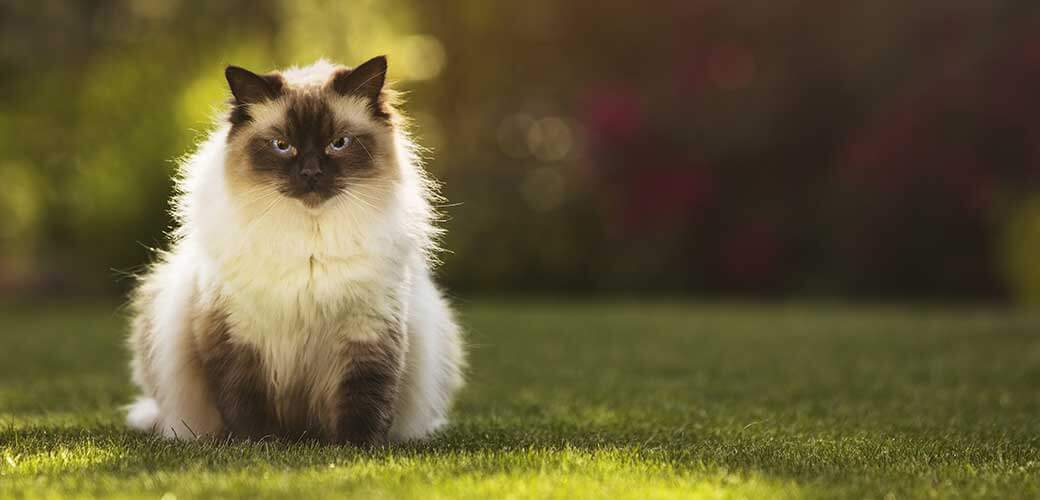 Cute ragdoll kitty cat with blue eyes sitting straight on grass in a garden, facing and looking to the camera