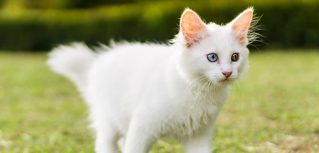 Cute white cat on the lawn