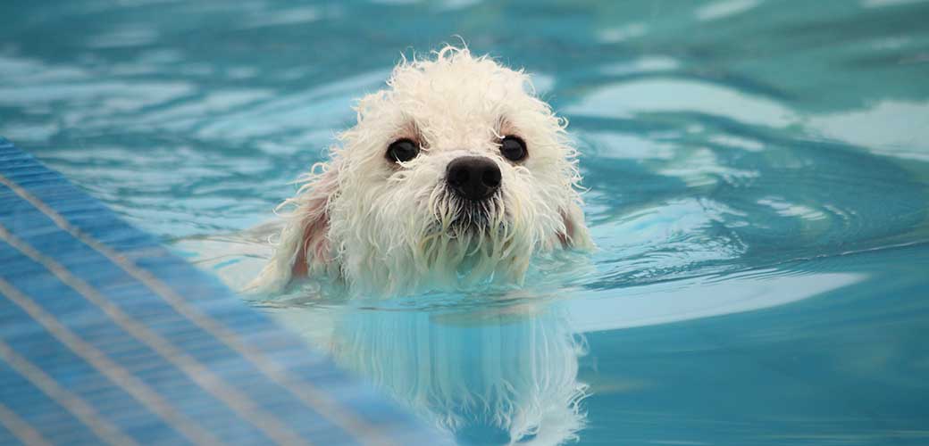 Cute white mini poodle swimming in a swimming pool in the summer