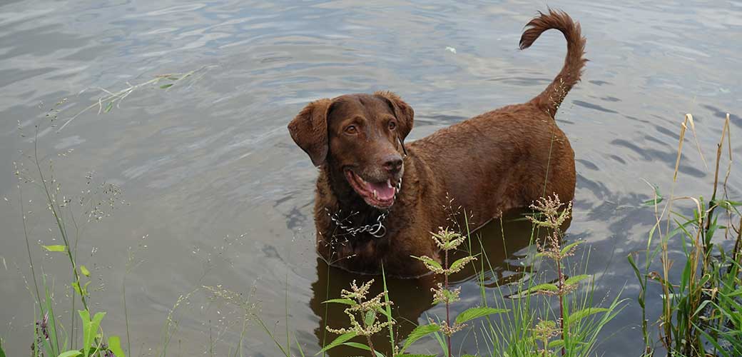Dog Chesapeake Bay Retriever In River Water