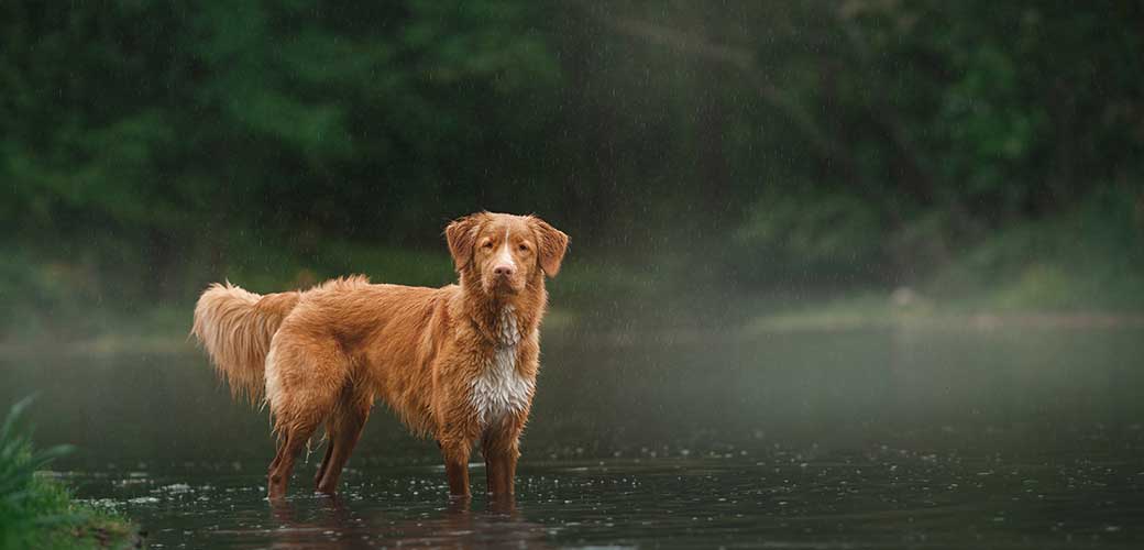 Dog Nova Scotia Duck Tolling Retriever walking by the lake