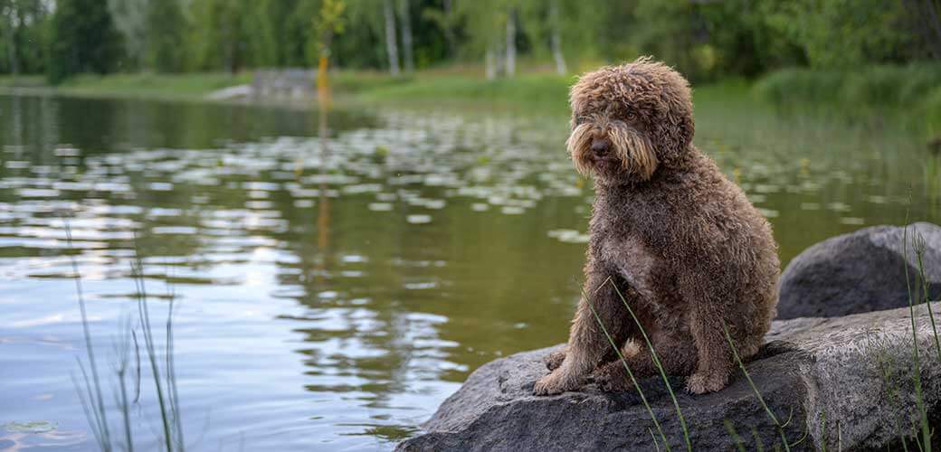 Dog portrait of Lagotto Romagnolo. Sitting on a rock.
