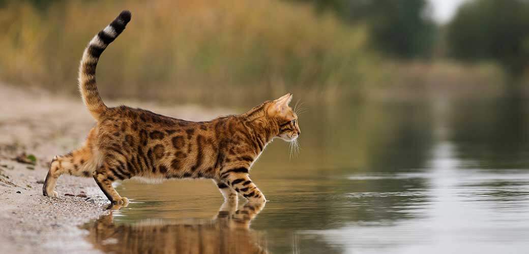 Domestic Bengal cat hunting on the lake.