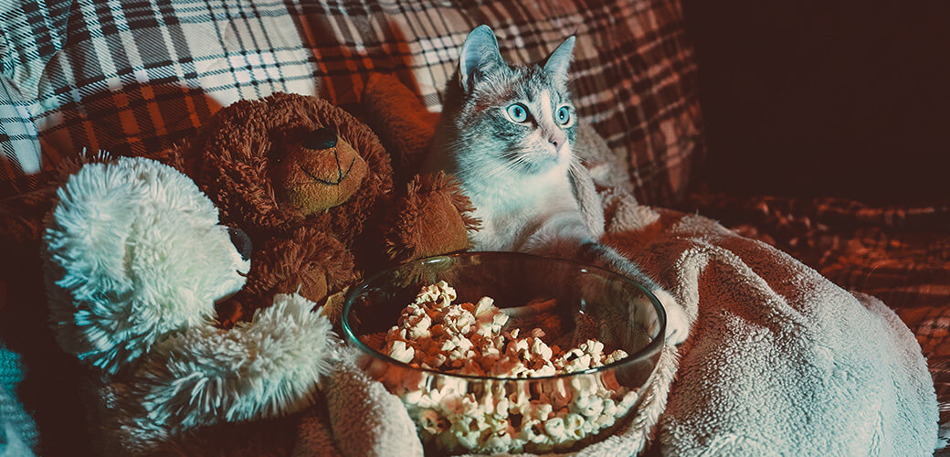 Family evening. The cat is watching a movie with friends bears