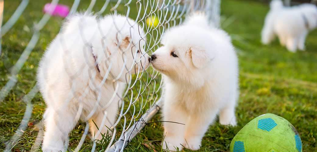 Funny fluffy white Samoyed puppies dogs are playing