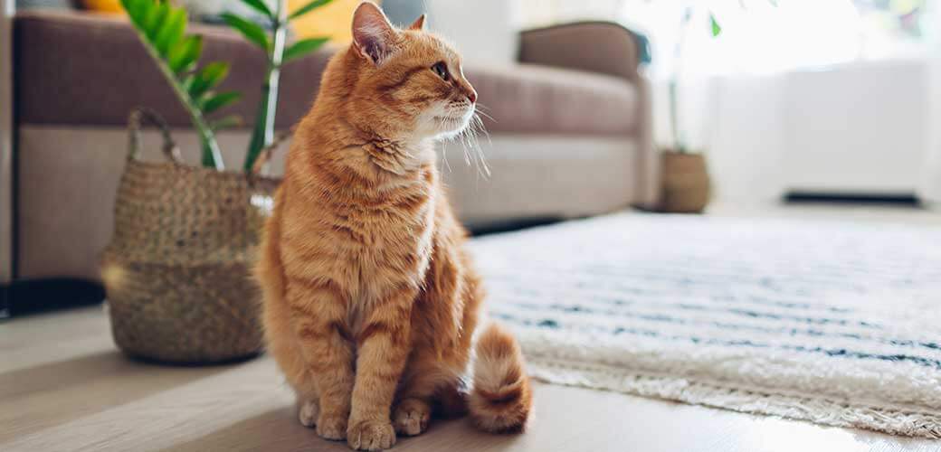 Ginger cat sitting on floor in cozy living room. Interior decor