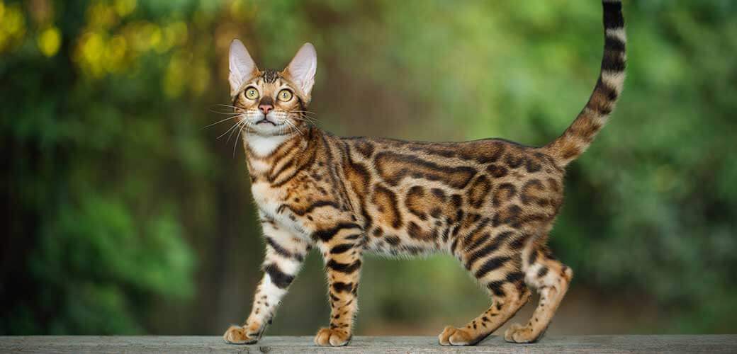 Gold Bengal Cat Walk on plank outdoor, side view, nature green background