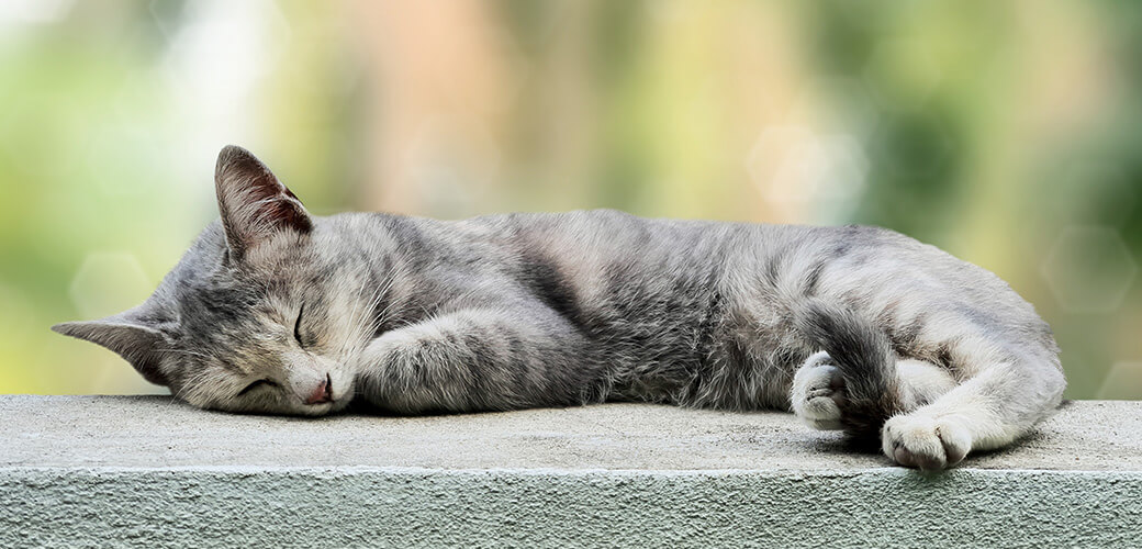 Gray cat sleeping on fence wall,