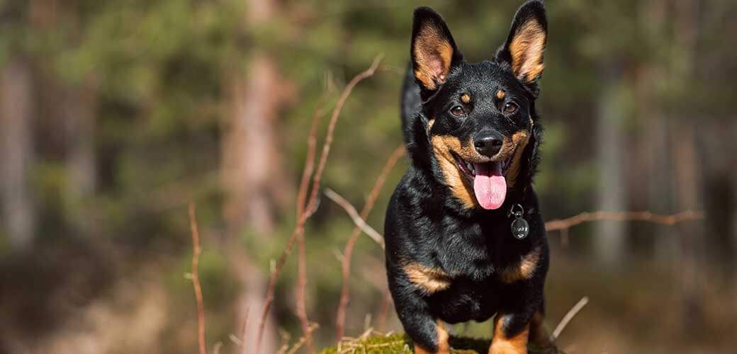 Happy Lancashire Heeler dog, with her tongue out, looks at the camera in the forest on a sunny day.