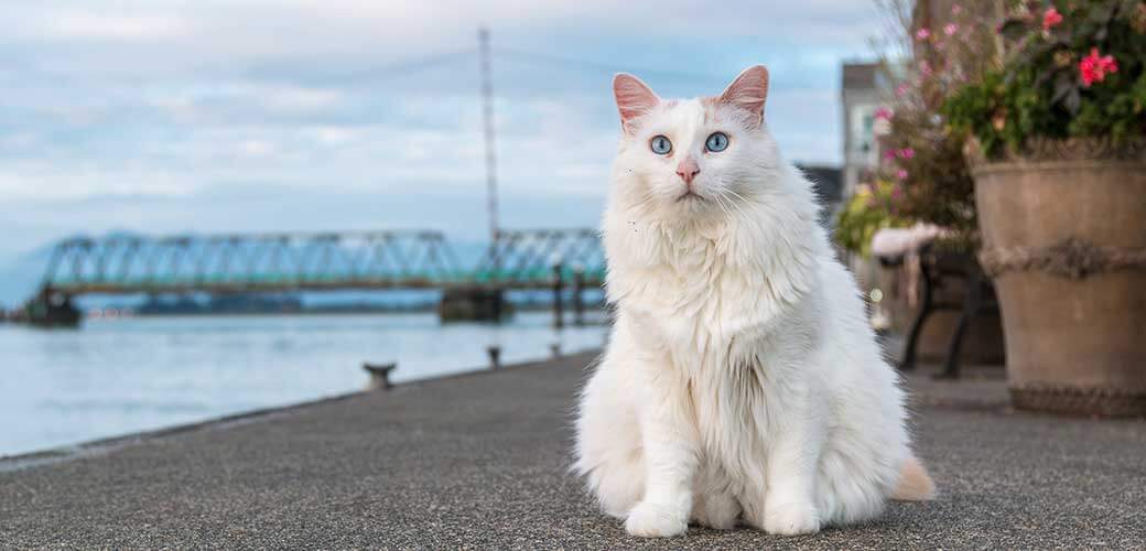 Junior the Turkish Van Cat